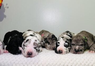 Beautiful Great Dane Puppies