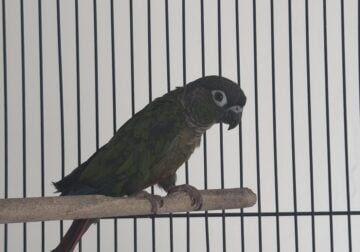 Conure for sale