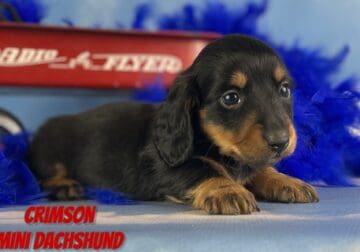 Crimson Male Mini Dachshund