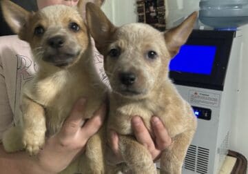 Red heeler female