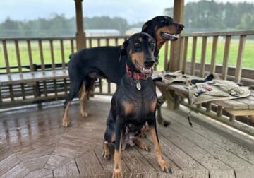 Doberman Pinscher purebred puppies for sale