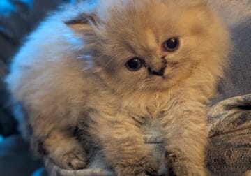 Adorable Dollface male CFA Lynx Point Himalayan