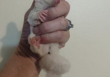Sugar glider baby leucistic