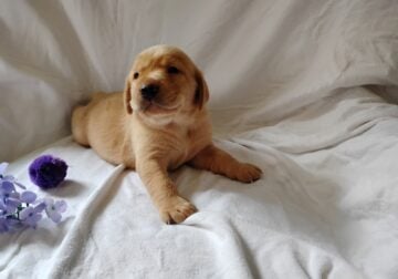 Bernard Fox Red Lab