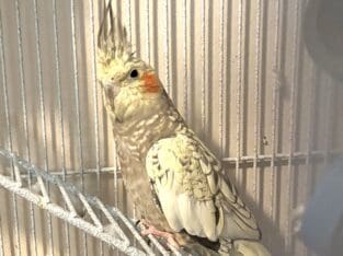 Cockatiel and Lovebird and cage