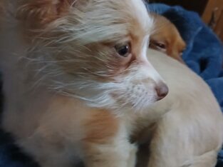 Long hair baby girl chihuahua terrier mix, teacup