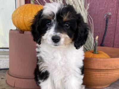 Mini Aussie Doodle Pups