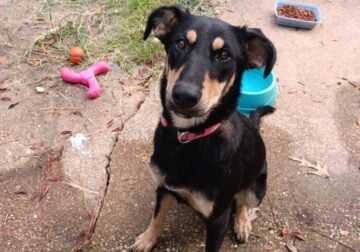 Free female dog
