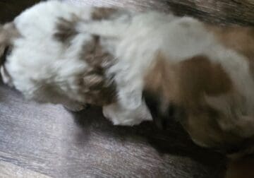 Bichon Frise/Shih Tzu puppy
