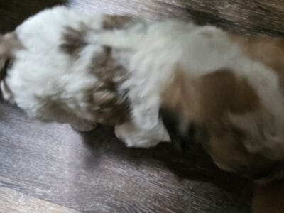 Bichon Frise/Shih Tzu puppy
