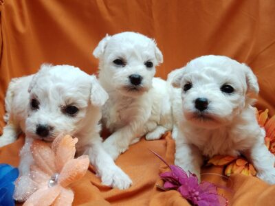 Adorable Champion sired Bichon Frise Puppies
