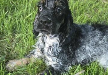 AKC Cocker spaniel puppies