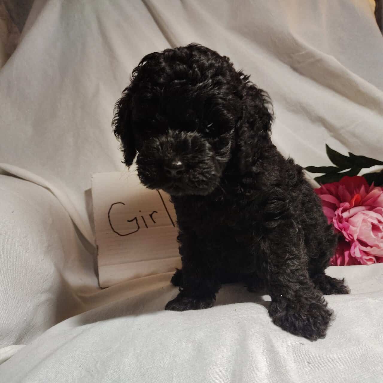Beautiful Cockapoo puppies | PetClassifieds.com
