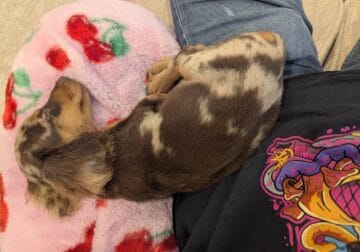 Mini Dachshund Puppy