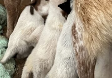 4 Blue and red heeler puppies available 7wks