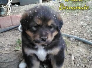 Willow Female Bernamute