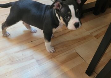 American Bullies