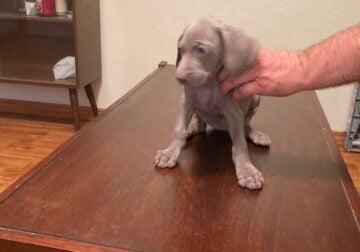 Puppies for Sale # 6