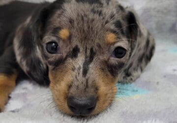 Miniature dachshund babies