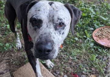 Rusty, the Pitbull mix