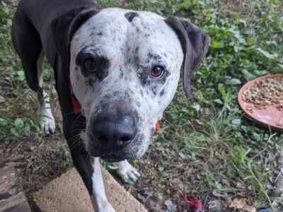 Rusty, the Pitbull mix