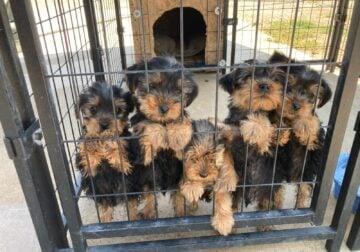 Toy Yorkies