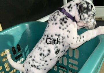 Dalmatian puppies for sale