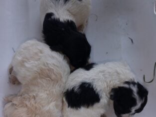 Multiply puppies