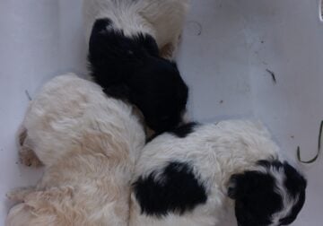 Multiply puppies