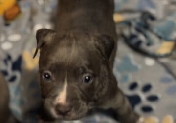 Blue nose pitbull