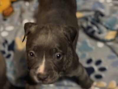 Blue nose pitbull