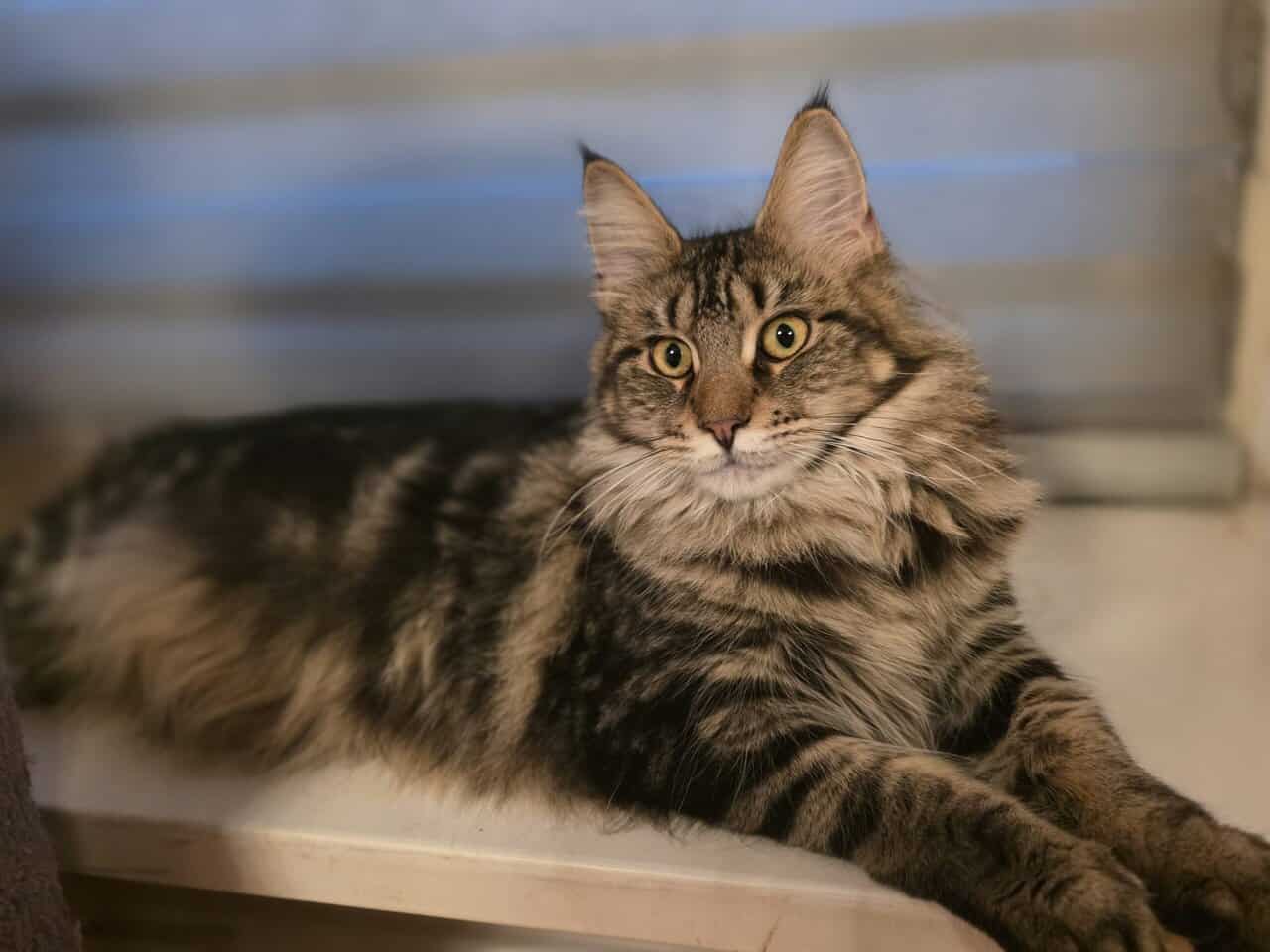 Maine Coon kittens image 5