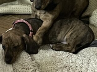 Dachshund Puppies