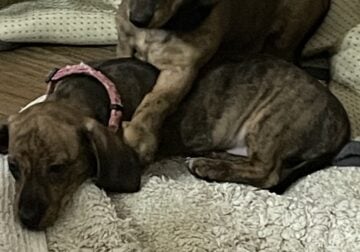 Dachshund Puppies