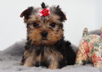 Yorkie girl Kona