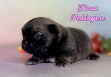 Fiona Female Pekingese