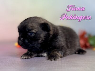 Fiona Female Pekingese