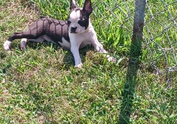 Brindle / White Female Boston Terrier