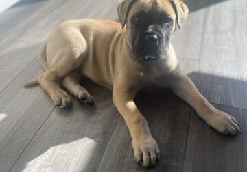 AKC Bull Mastiff