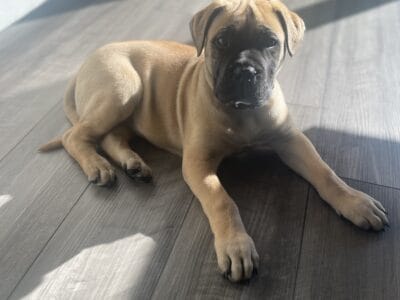 AKC Bull Mastiff