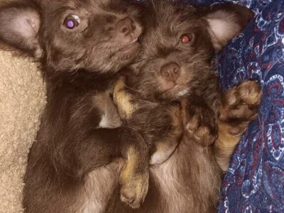 2 girls 1 boy. To good home.