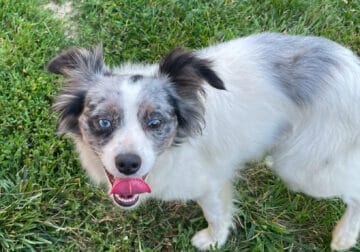 Toy Australian Shepherd