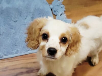 F1 Cavapoo/ MICHELANGELO