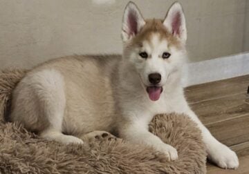 Purebred AKC Male Siberian Husky