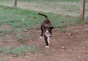 ABCA Chocolate and white male Border Collie