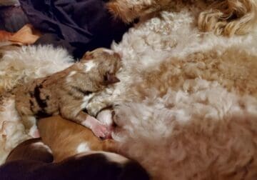 Mini AUSSIE-DOODLE PUPPIES