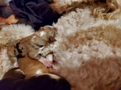 Mini AUSSIE-DOODLE PUPPIES