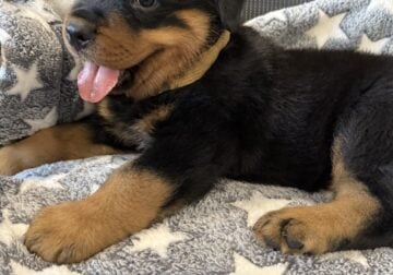 Rottweiler puppy AKC