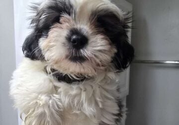 Shih tzu puppy