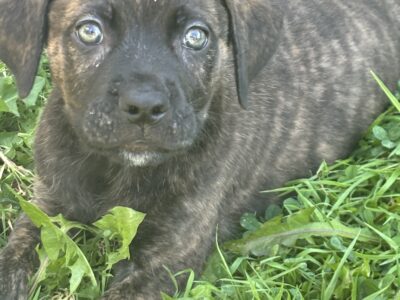Cane corso puppy for sale